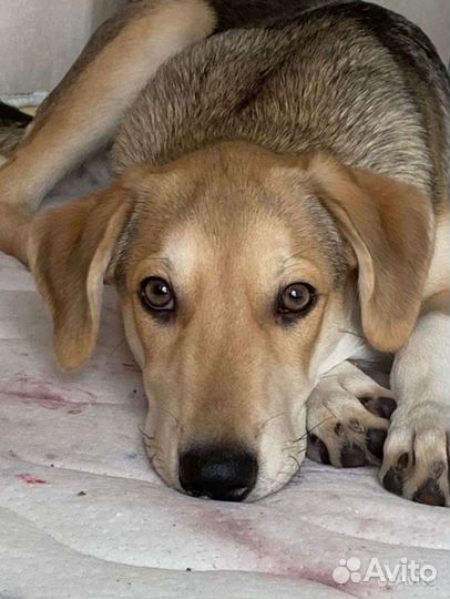 Метис лайка