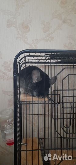 Шиншилла + клетка