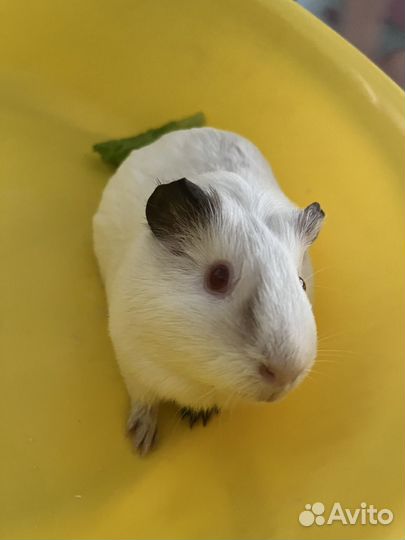 Морская свинка с клеткой