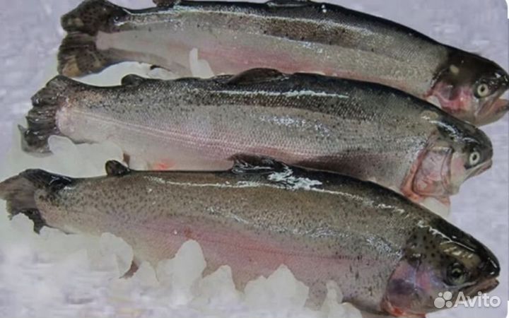 Красная рыба