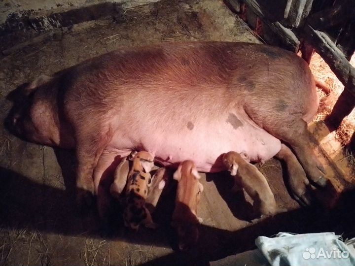 Поросята в наличии