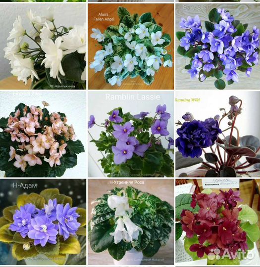 Полумини, сортовые фиалки