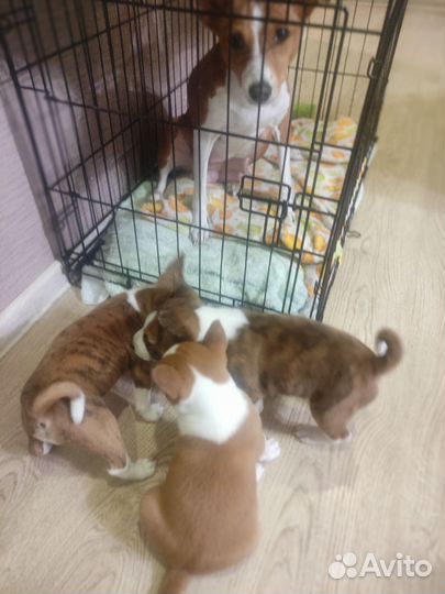 Щенки басенджи