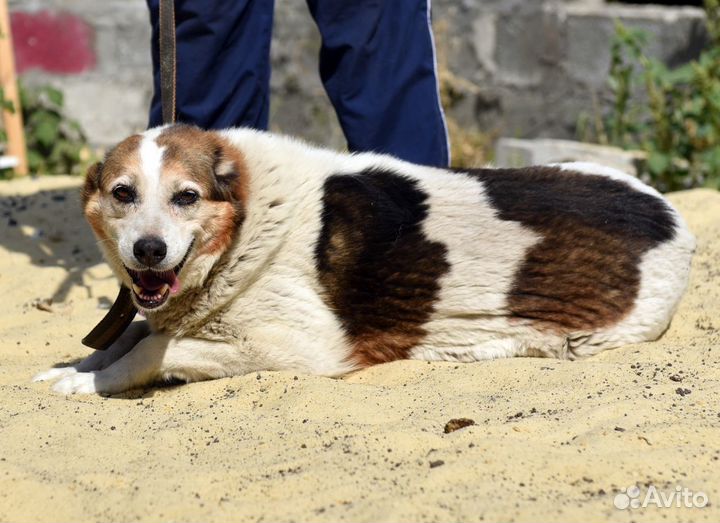 Лада ищет дом