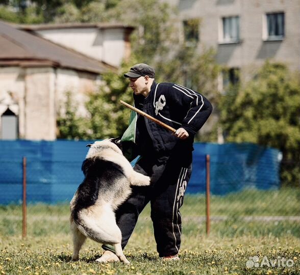 Услуги кинолога