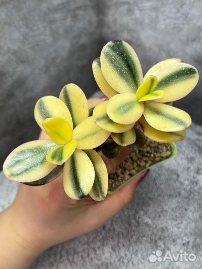 Древовидные крассулы