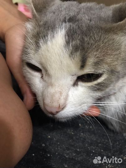 Кот в добрые руки