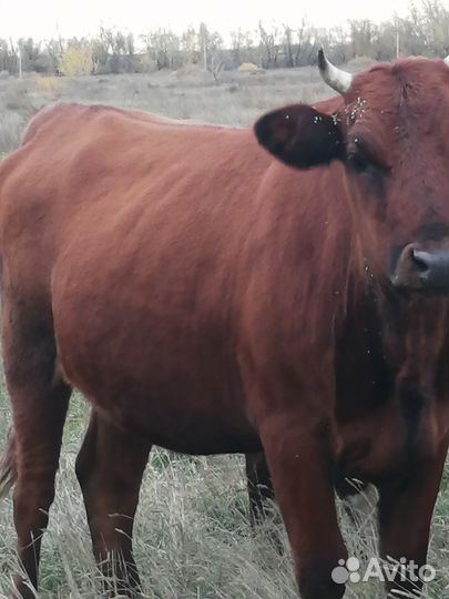 Телка стельная