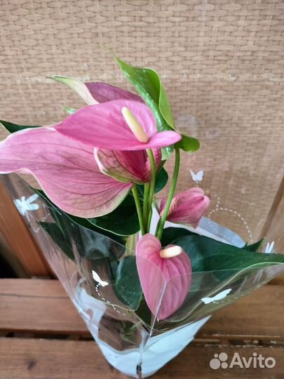 Антуриумы (Амалия Элеганс)