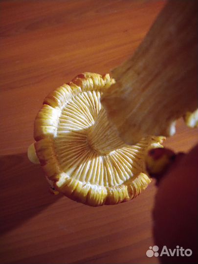 Декор грибы