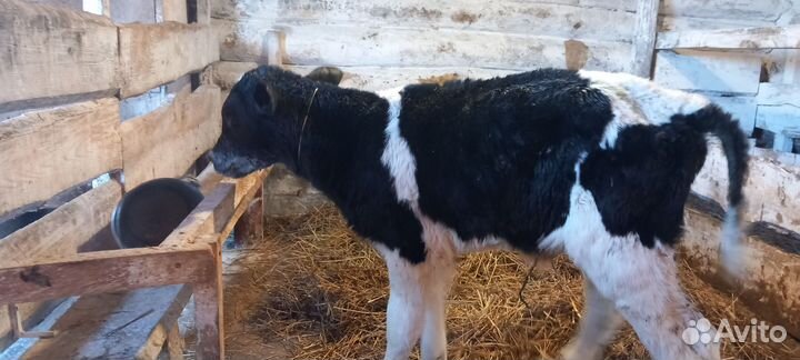 Бычки и телочки