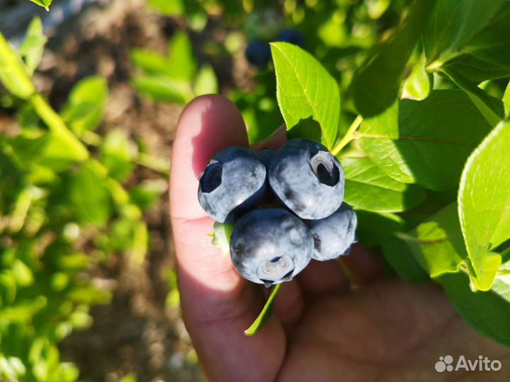 Саженцы голубики 2-х летки,ханна чойс, нортленд