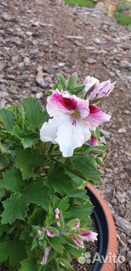 Герань пеларгония