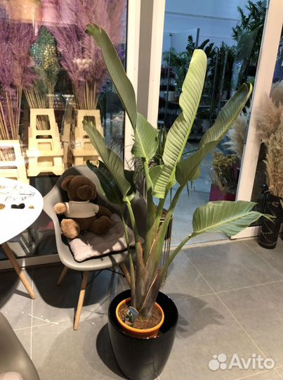 Стрелиция Николая Высота 130см под заказ