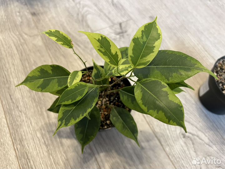 Фикус бенжамина