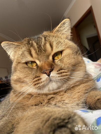 Британский кот на вязку