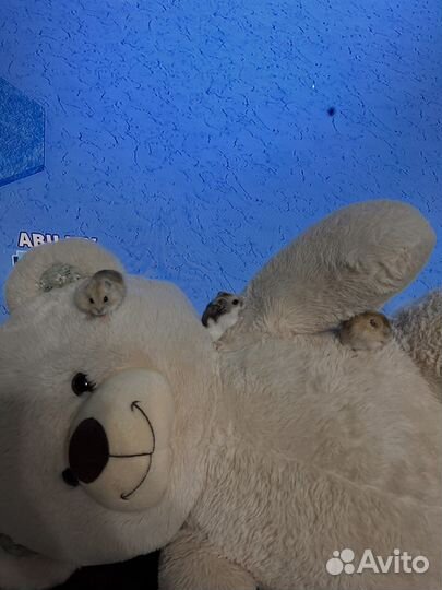 Джунгарские хомячки