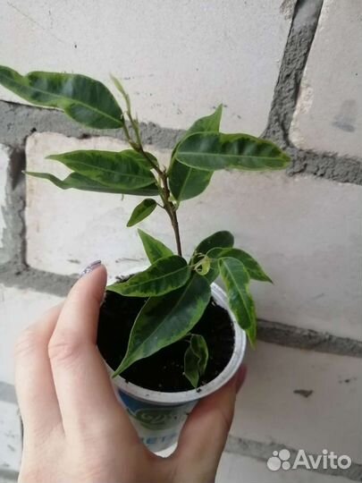 Фикус Бенджамина Кинки