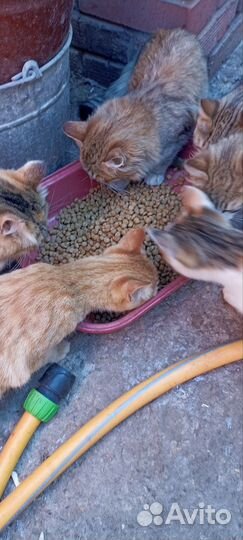 Кошки в беде, котята