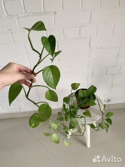 Эпипремнум, фикус бенджамина, толстянка, эластика