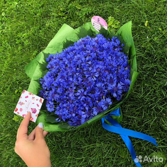 Свежие Васильки