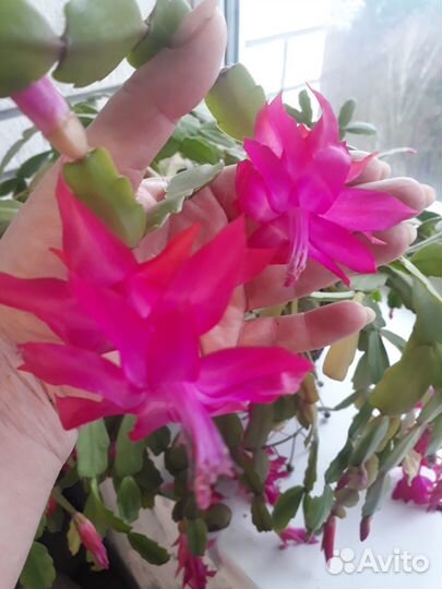 Декабрист, Рипсалидопсис