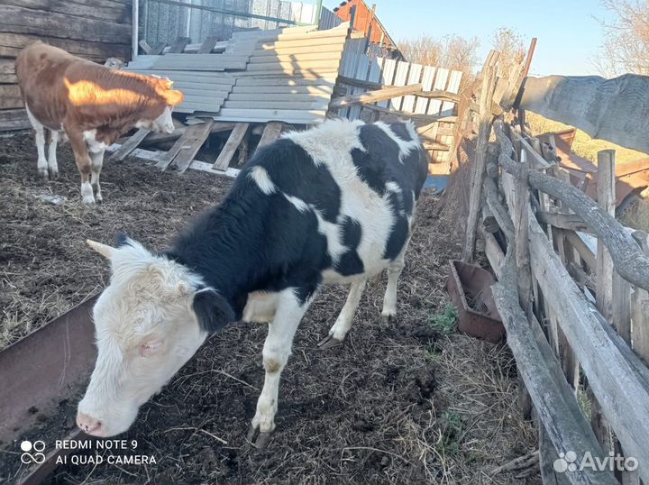 Телочка Один год