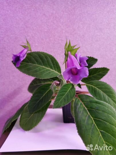 Глоксиния тидея фиолетовая
