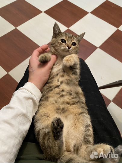 Кошка мечта