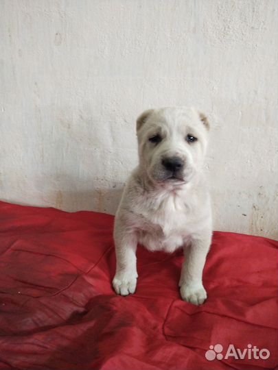 Щенки алабая