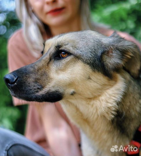 Собака бесплатно