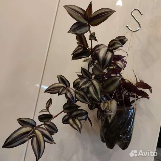 Разные комнатные цветы 3