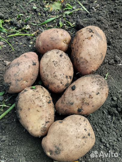 Картофель свежий урожай 2024г