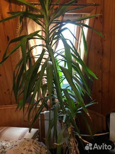 Продам юкку, высота два метра в горшке