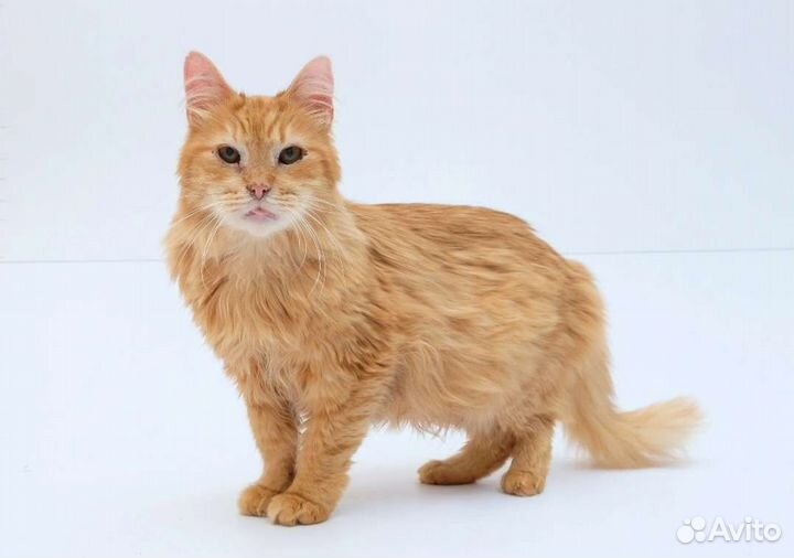 Очень ручной