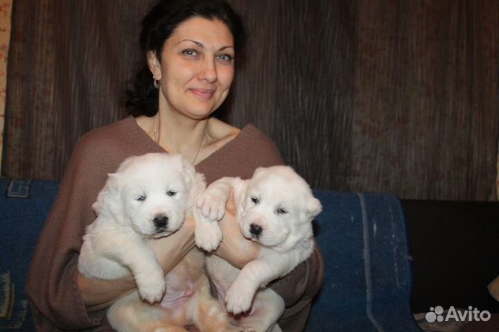 Няня для собак и кошек