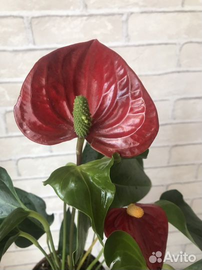 Антуриум Felicita