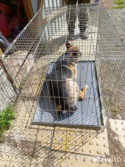 Клетка вольер для собак бу
