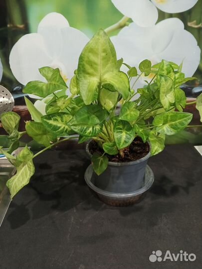 Сингониум Батерфляй