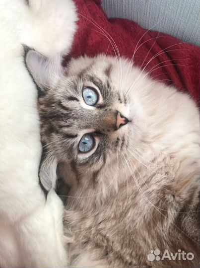 Кот на вязку