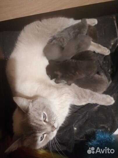 Котята в добрые руки