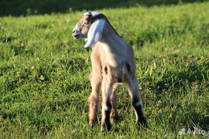 Продажа козлят