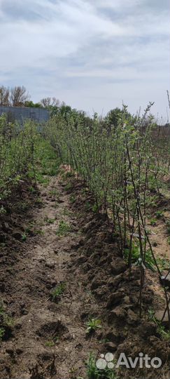 Дерево Вишня шоколадница