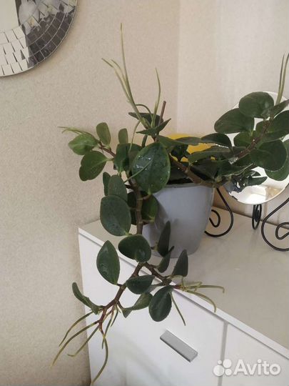 Интерьерный цветок