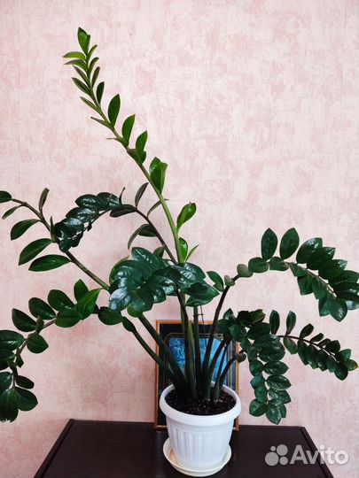 Замиокулькас