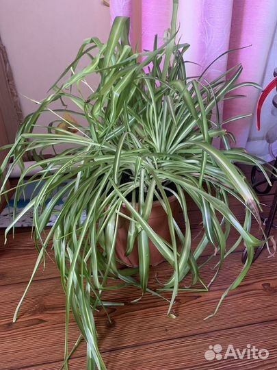 Хлорофитум и аспарагус