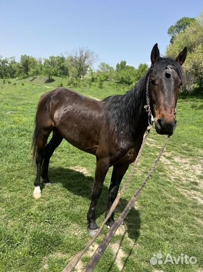 Карачаевский жеребец