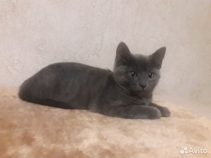 Милаш ждет тебя