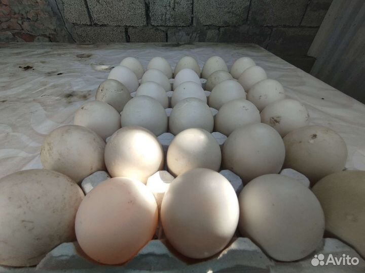 Утинные яйца