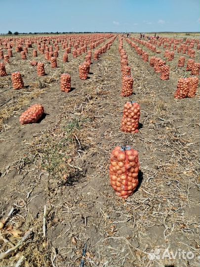 Лук репчатый оптом